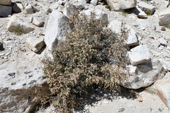 Holodiscus discolor discolor