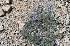 Lupinus breweri