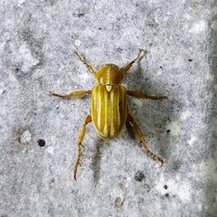 Macrodactylini
