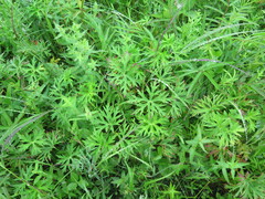 Geranium soboliferum