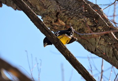 Pheucticus aureoventris