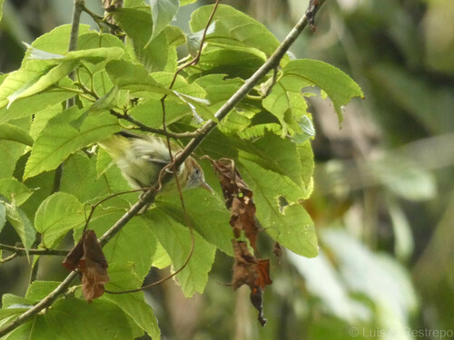 Pachysylvia semibrunnea