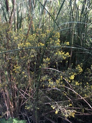 Euthamia occidentalis