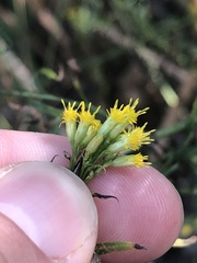 Euthamia occidentalis