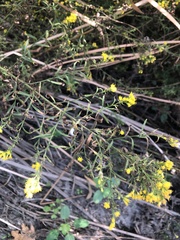 Euthamia occidentalis