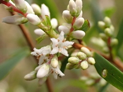 Leucopogon