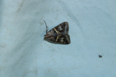 Drasteria grandirena