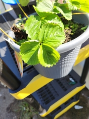 Fragaria × ananassa