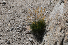 Elymus elymoides