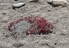 Eriogonum ovalifolium