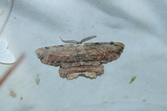 Lytrosis unitaria