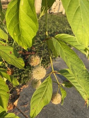 Cephalanthus