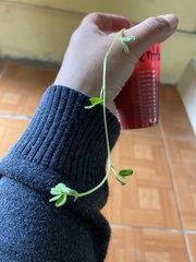 Trifolium dubium