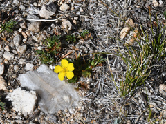 Potentilla drummondii