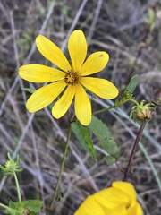 Bidens mitis