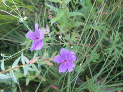 Geranium soboliferum