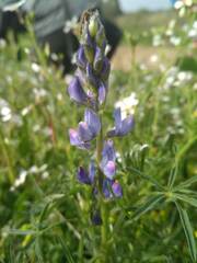 Lupinus angustifolius