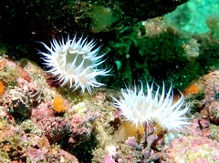 Anthothoe albocincta