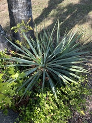Yucca pallida