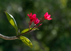 Plumeria rubra