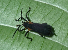 Sceloenopla