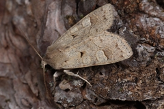 Ammoconia caecimacula