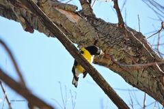 Pheucticus aureoventris