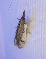 Peoria longipalpella