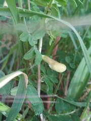 Vicia hybrida