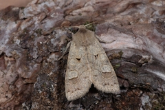 Ammoconia caecimacula