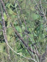 Stizoptera bichenovii