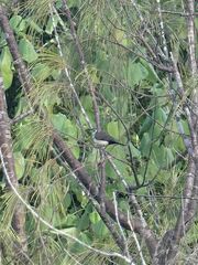 Stizoptera bichenovii