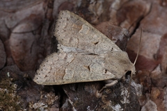 Ammoconia caecimacula