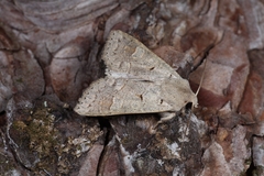 Ammoconia caecimacula