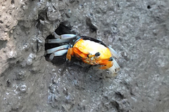 Tubuca coarctata