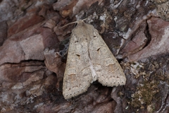 Ammoconia caecimacula