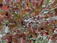 Vaccinium elliottii