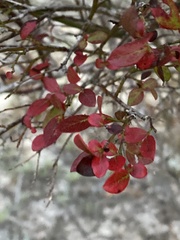 Vaccinium elliottii