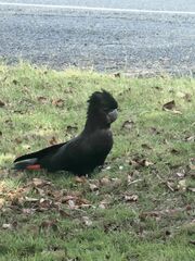 Calyptorhynchus banksii