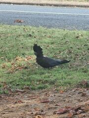 Calyptorhynchus banksii