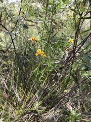 Daviesia umbellulata