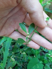 Euphorbia graminea