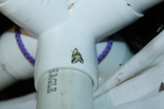 Maliattha synochitis