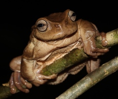 Sierra de Omoa Spikethumb Frog photo 1