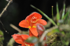 Columnea