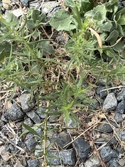 Artemisia dracunculus