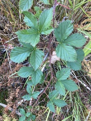 Rubus hispidus