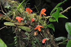 Columnea