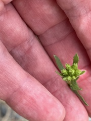 Artemisia dracunculus
