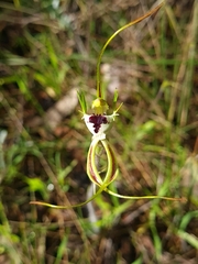 Caladenia